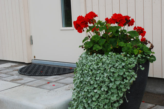 Bild på en stenläggning och entréavsats framför en ytterdörr där Mango kantsten avvänts för inr