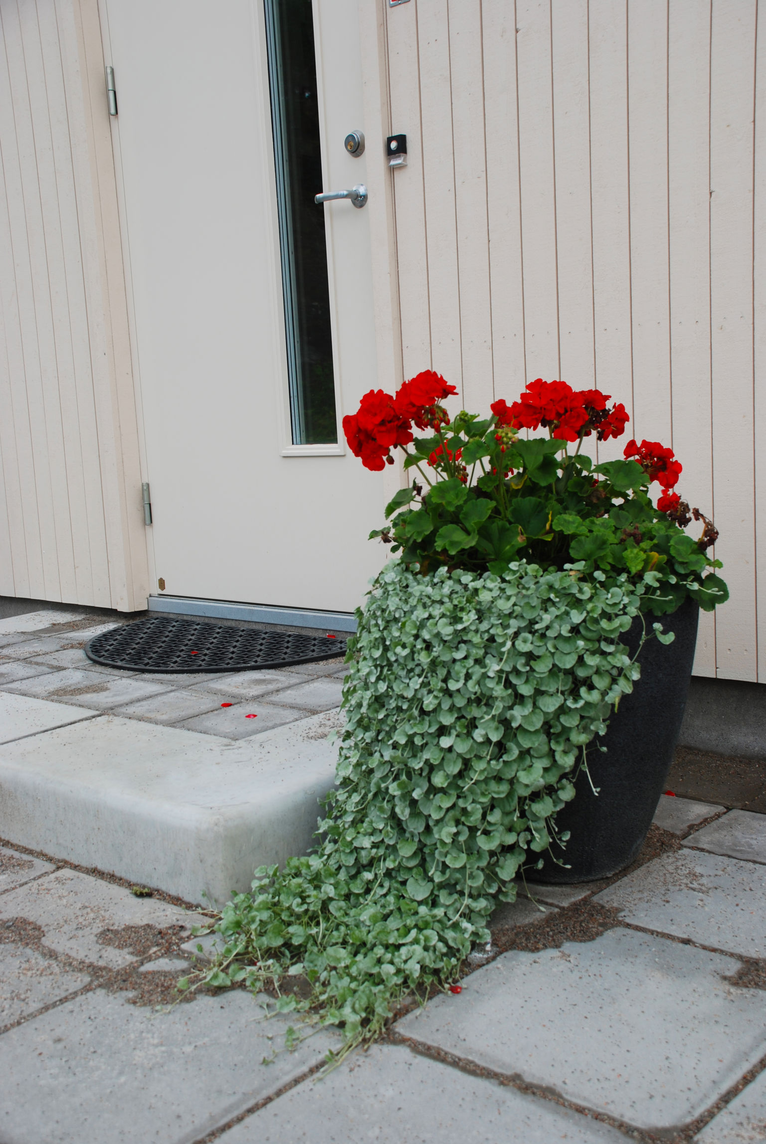 Bild på en stenläggning och entréavsats framför en ytterdörr där Mango kantsten avvänts för inr